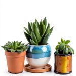 Kindle Store Cacti Succulents Guide English-0