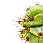Cacti and Succulents Illustrated Guide - Reaktion Books Kindle Edition-0