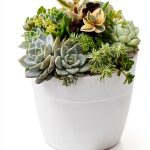 Cactus Succulent Guide Kindle by Tuttle Publishing-0