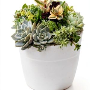 Cactus Succulent Guide Kindle by Tuttle Publishing-0