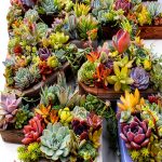 Cactus Succulent Care Guide Kindle Edition by Amazon 2020 PDF-0