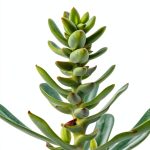 Cactus and Succulent Botany eBook Amazon Kindle Guide 66 Pages-0