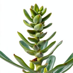 Cactus and Succulent Botany eBook Amazon Kindle Guide 66 Pages-0