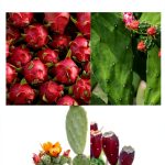 Cactus Succulent Care Kindle eBook by Amazon – 87 Pages-0