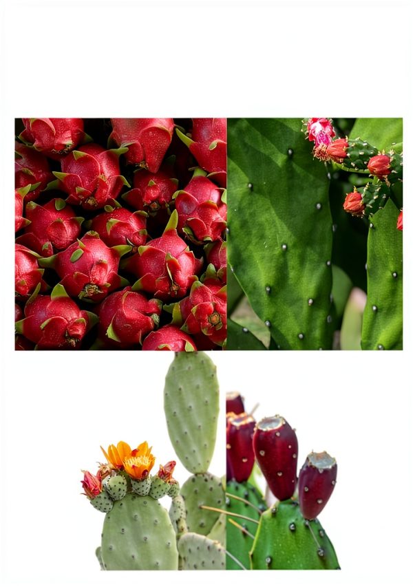 Cactus Succulent Care Kindle eBook by Amazon – 87 Pages-0